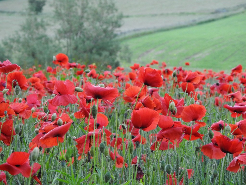 30 Days Wild : Day 20 : Tea, poppies and a barn owl by roachling