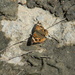 Butterfly on Ground Closeup by sfeldphotos