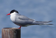 5th Jun 2019 - Artic Tern, Anchorage