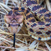 Gopher Snake by nicoleweg