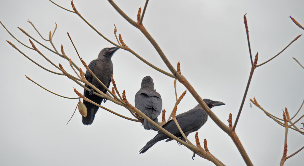  The Three Crows by ianjb21