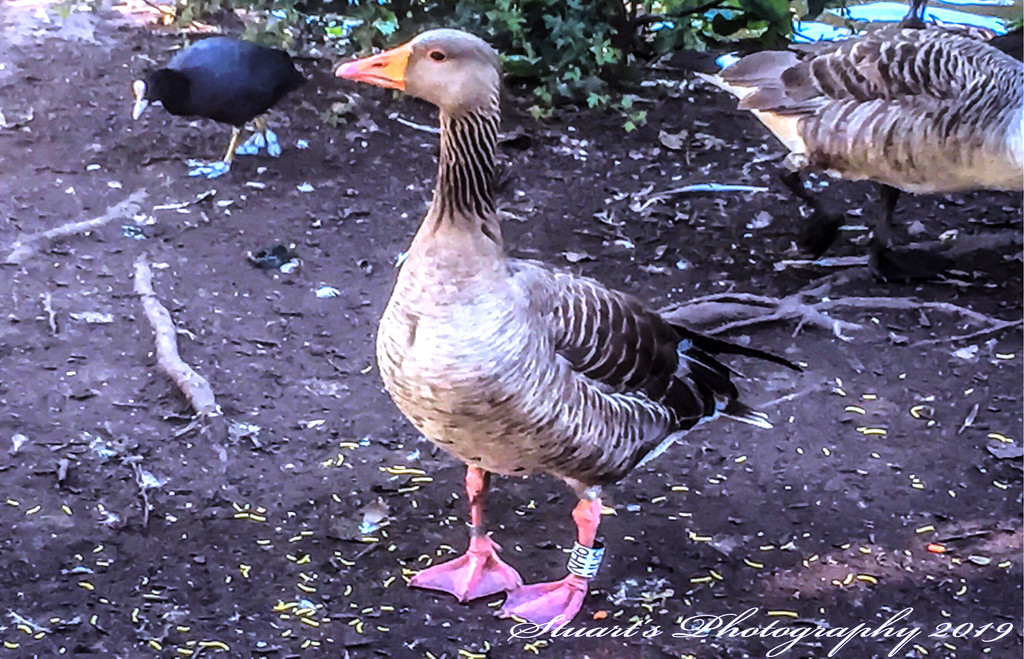 Mother goose  by stuart46