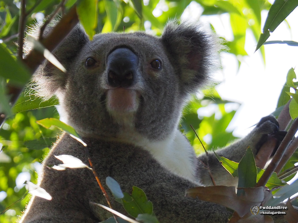 a new face by koalagardens