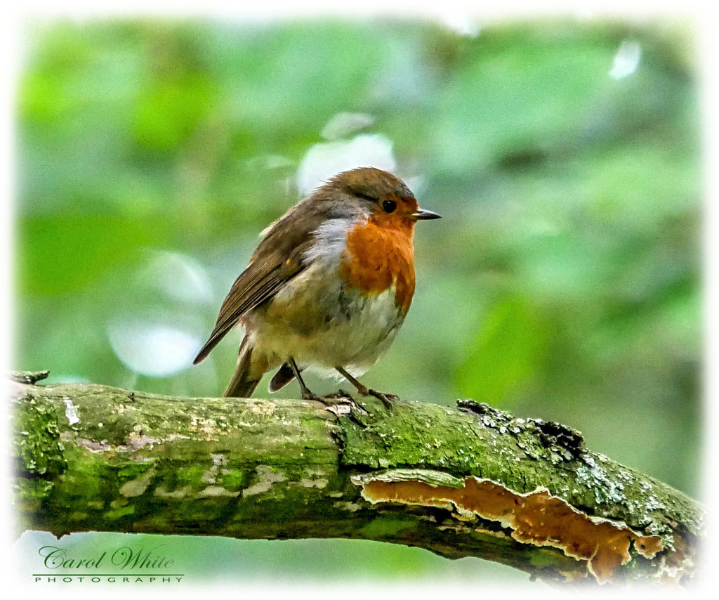 A Sweet Little Robin by carolmw