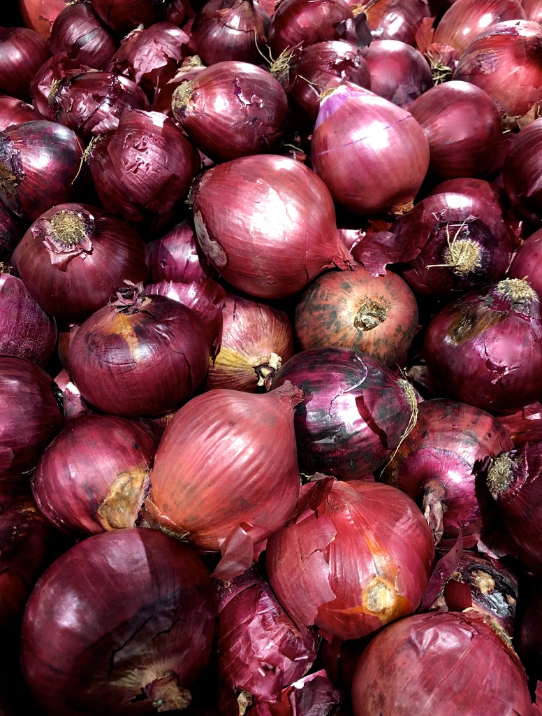 Onions by kjarn