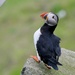 PANICKED PUFFIN  by markp