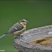One of the young blue tits by rosiekind