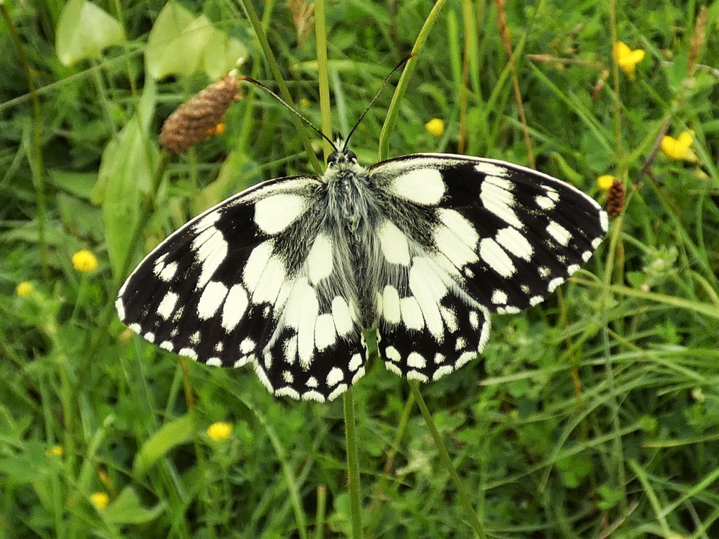 Marbled White again by julienne1