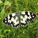 Marbled White again by julienne1