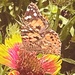 Painted Lady by jnadonza