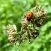 Ladybird by pamknowler