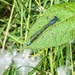 Blue-tailed damselfly by pamknowler