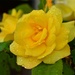 Yellow Rose by fbailey