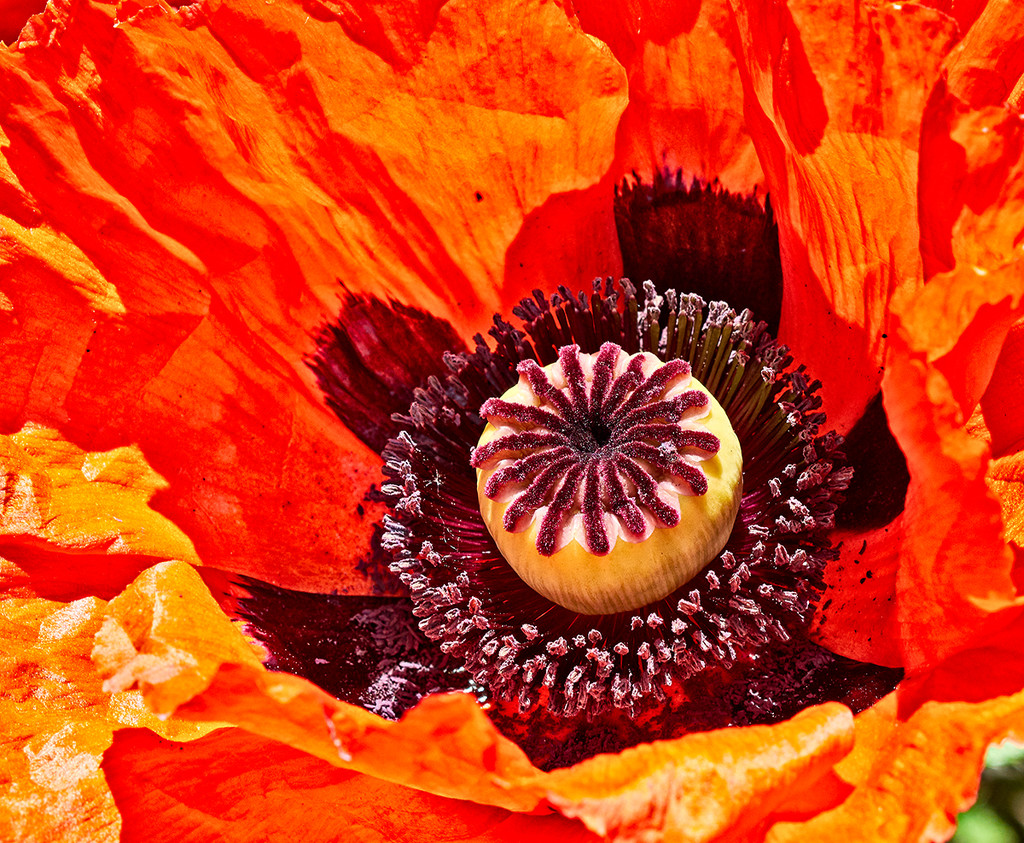 Flaming Poppy by gardencat