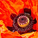 Flaming Poppy by gardencat