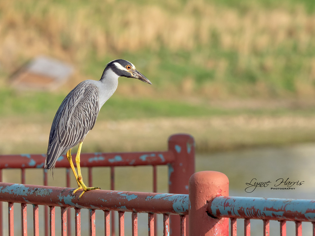 Yellow Crested Night Heron by lynne5477