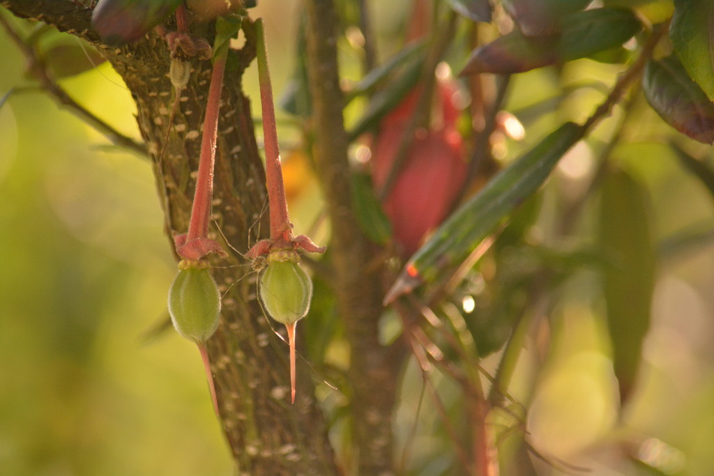 Lantern tree seed pods and visitor.......... by ziggy77