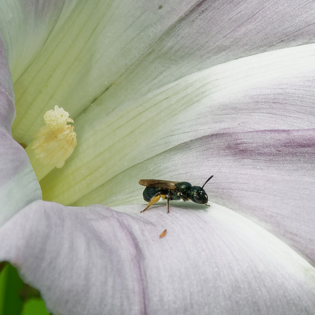 green sweat bee by rminer