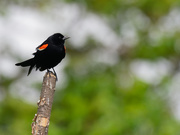 22nd Jun 2019 - Red-winged blackbird