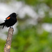 Red-winged blackbird by rminer