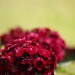 Sweet William by jacqbb