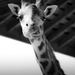 giraffe by northy