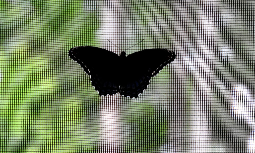 Butterfly sillhouette by homeschoolmom