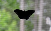 21st Jun 2019 - Butterfly sillhouette