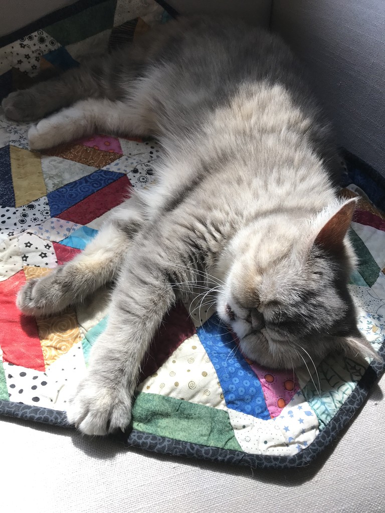 Cat Nap by gratitudeyear
