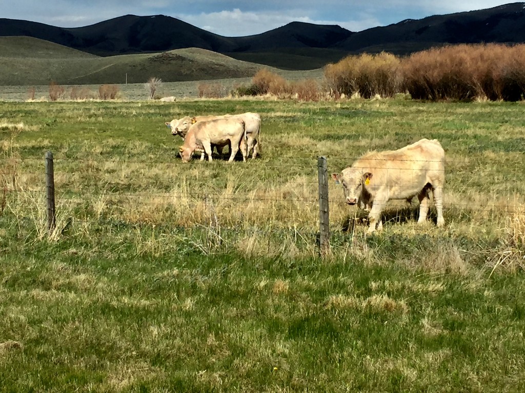 Charolais Cattle by jetr