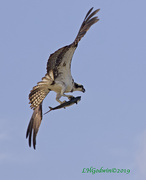 21st Jun 2019 - LHG_9960 osprey with fish