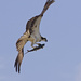 LHG_9960 osprey with fish by rontu