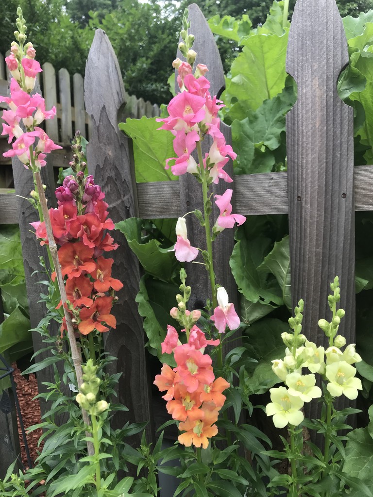 Snapdragons along a picket fence by tunia