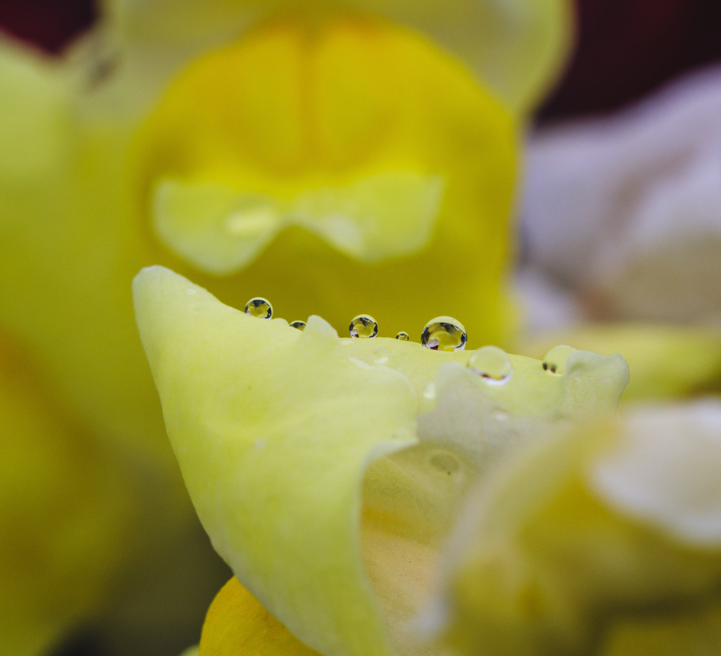 snapdragon droplets by aecasey