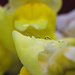 snapdragon droplets by aecasey