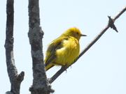 22nd Jun 2019 - Yellow warbler