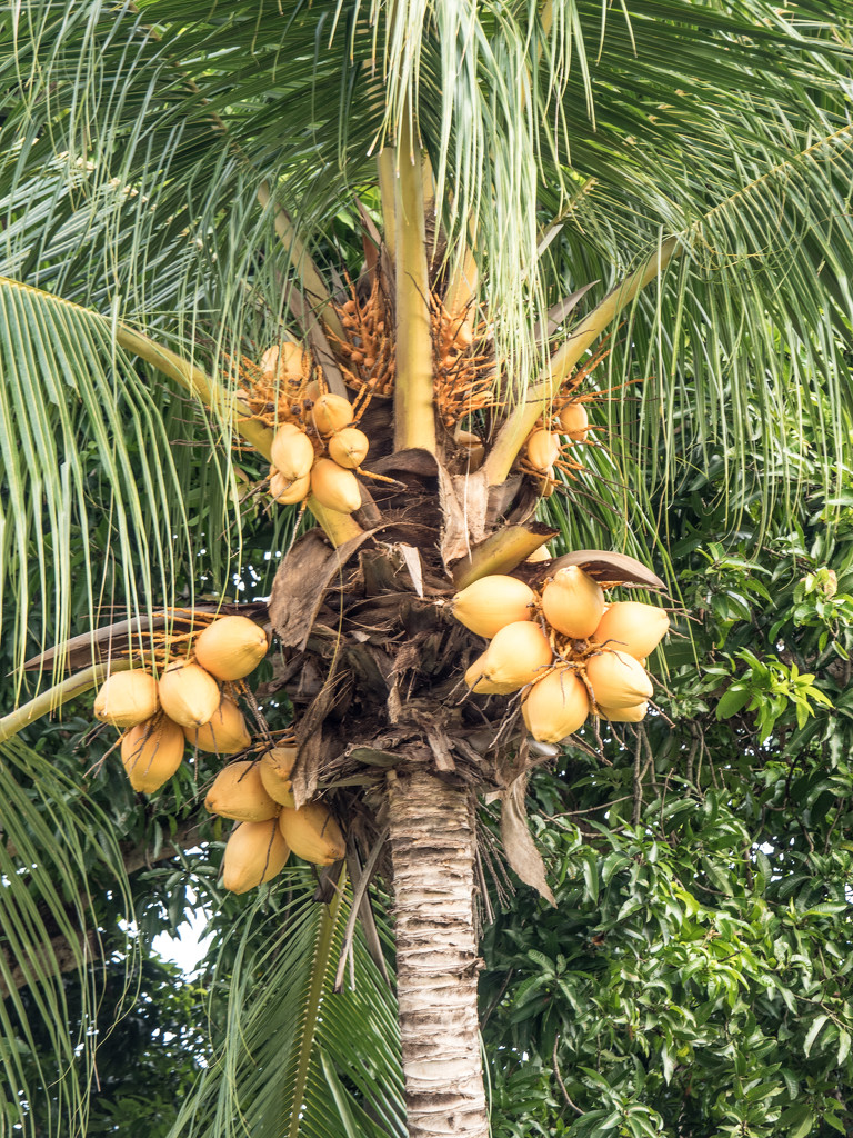 Yellow Coconut by ianjb21