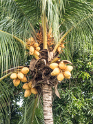 14th Jun 2019 - Yellow Coconut