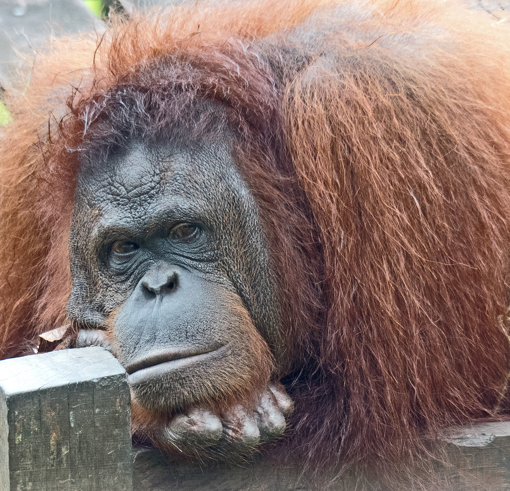 Young Male Orangutan  by ianjb21