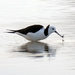 Pied stilt with a crab by maureenpp