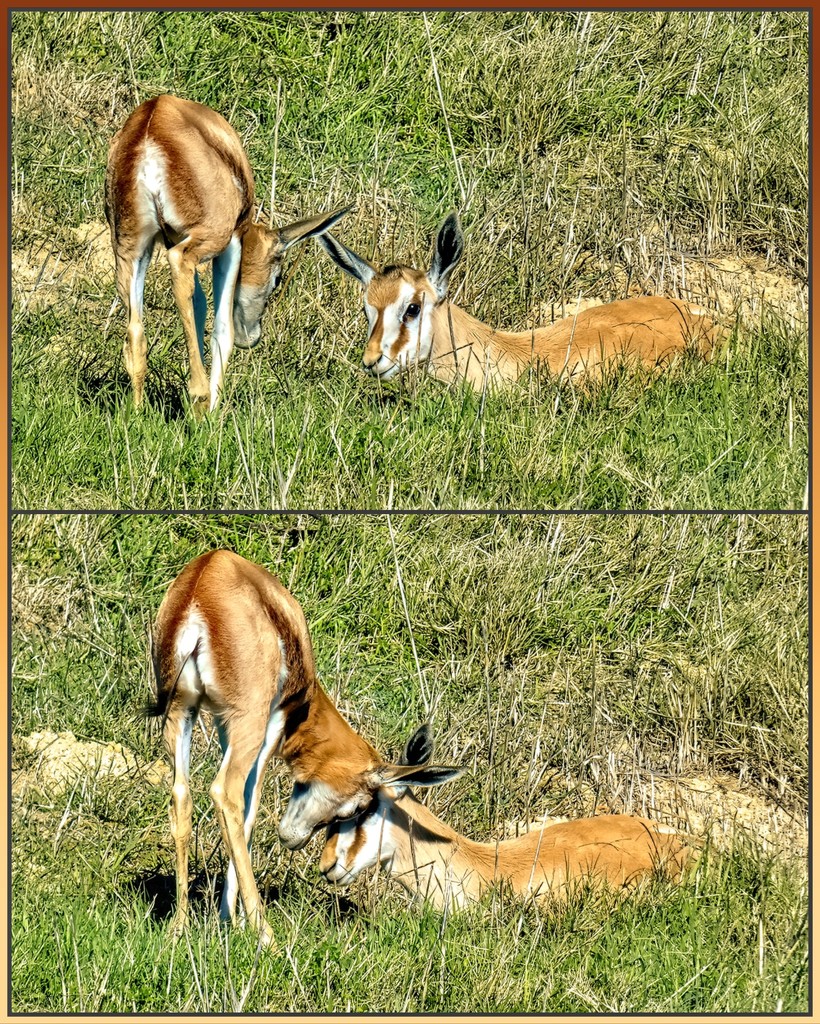 The little Springbuck showing some affection. by ludwigsdiana