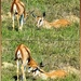 The little Springbuck showing some affection. by ludwigsdiana