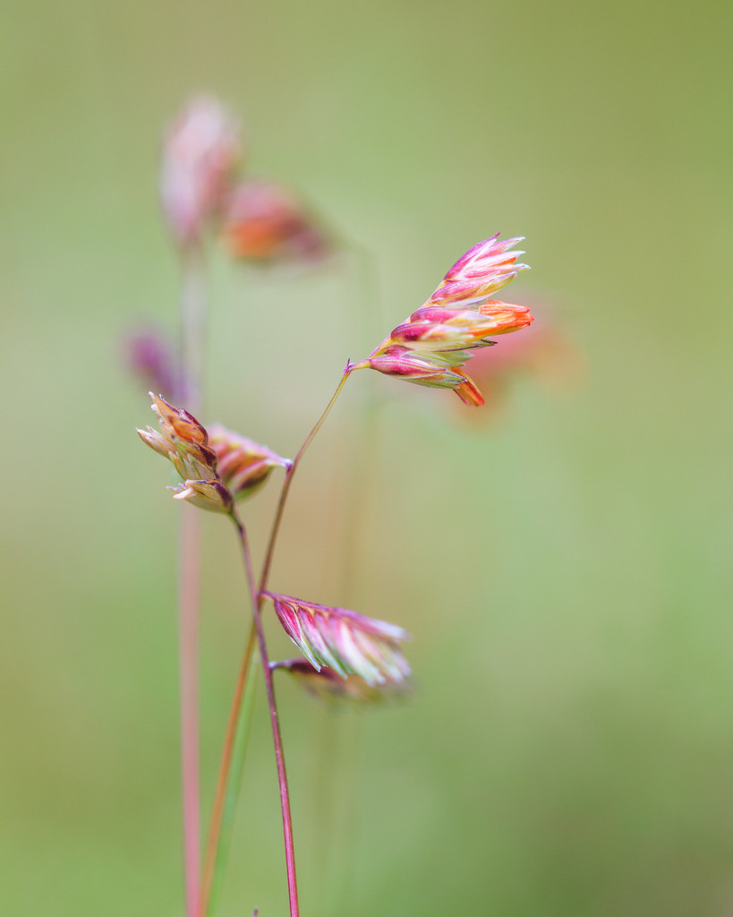 blooming buffalo grass by aecasey