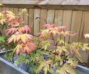16th Jun 2019 - Baby Acers