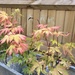 Baby Acers by anne2013