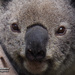 the face of a princess by koalagardens