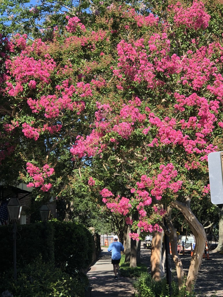 The brilliant blooms of crepe myrtle are at peak in our city now. by congaree