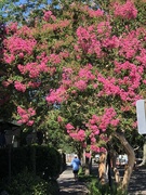 23rd Jun 2019 - The brilliant blooms of crepe myrtle are at peak in our city now.