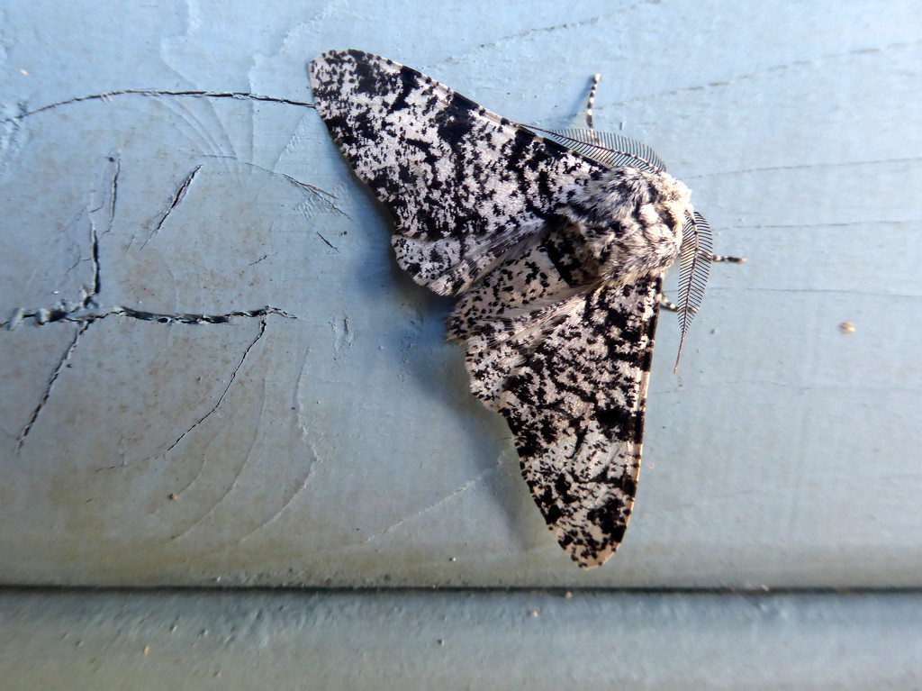 Peppered moth (nice eyelashes) by steveandkerry