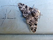 23rd Jun 2019 - Peppered moth (nice eyelashes)